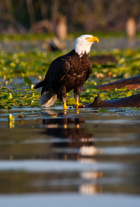 Bald Eagle